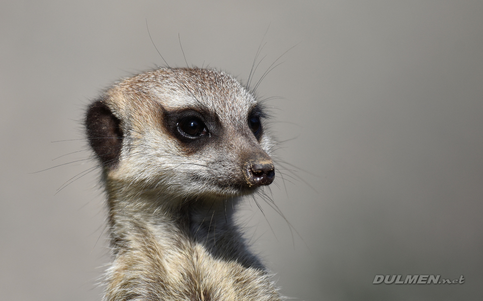 Meerkat (Suricata suricatta)